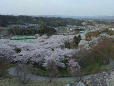 二本松の満開桜